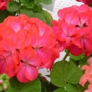 15 Apache Rose Bicolor Geranium Flower Seeds Fresh Garden