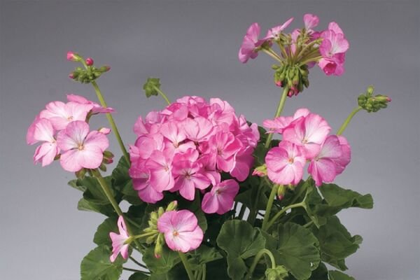 15 Apache Pink Bicolor Geranium Flower Seeds Fresh Garden