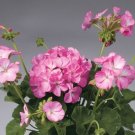 15 Apache Pink Bicolor Geranium Flower Seeds Fresh Garden
