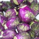 50 Purple Brussel Sprout Seeds Fresh Garden