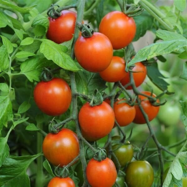 25 Orange Zinger Tomato Cherry Tomato Seeds Fresh Garden