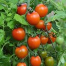 25 Orange Zinger Tomato Cherry Tomato Seeds Fresh Garden
