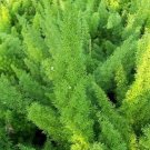 50 Asparagus Fern Sprengerii Seeds Fresh Garden