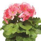 Primrose Primula Obconica Original Pink 50 Seeds Fresh Garden