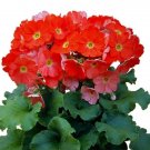 Primrose Primula Obconica Original Dark Orange 50 Seeds Fresh Garden