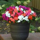 Impatiens 50 Beacon Formula Mix Walleriana Seeds Fresh Garden Impatiens 50 Beacon Formula Mix Walleriana Seeds Fresh Garden