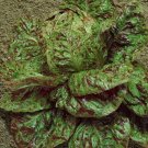 Speckles Lettuce 500 Butterhead Lettuce Seeds Fresh Garden