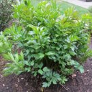 Lovage Herb 100 Seeds Fresh Garden