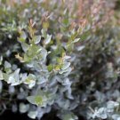 Eucalyptus 25 Eucalyptus Lunata Moon Lagoon Seeds Fresh Garden