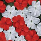 Impatiens 50 Beacon Red White Mix Walleriana Seeds Fresh Garden