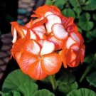 15 Coated Geranium Pinto Premium Orange Bicolor Geranium Seeds Fresh Garden