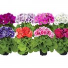 Primula Obconica Touch Me Midi Mix 25 Primrose Seeds Fresh Garden