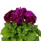 Primula Obconica Touch Me Midi Magenta 25 Primrose Seeds Fresh Garden