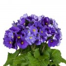 Primula Obconica Touch Me Midi Dark Blue 25 Primrose Seeds Fresh Garden