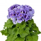 Primula Obconica Touch Me Large Blue 25 Primrose Seeds Fresh Garden
