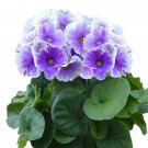 Primula Obconica Touch Me Midi Blue White 25 Primrose Seeds Fresh Garden