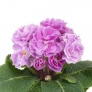 Primula Acaulis Paradiso Double Lavender 25 Primrose Seeds Fresh Garden