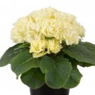 Primula Acaulis Paradiso Double Lime 25 Primrose Seeds Fresh Garden