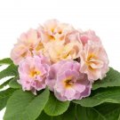 Primula Acaulis Paradiso Double Champagne 25 Primrose Seeds Fresh Garden