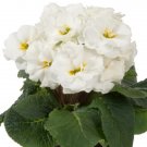Primula Acaulis Paradiso Double White 25 Primrose Seeds Fresh Garden