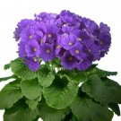 Primrose Primula Obconica Original Blue 50 Seeds Fresh Garden