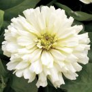 Zinnia Zinnia Short Stuff White 25 Flower Seeds Fresh Garden