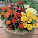 Zinnia Zinnia Short Stuff Mix 25 Flower Seeds Fresh Garden