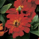 Zinnia Zinnia Short Stuff Deep Red 25 Flower Seeds Fresh Garden Zinnia Zinnia Short Stuff Deep Red 25 Flower Seeds Fresh Garden