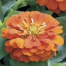 Zinnia Zinnia Short Stuff Orange 25 Flower Seeds Fresh Garden