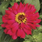 Zinnia Zinnia Short Stuff Cherry Shades 25 Flower Seeds Fresh Garden