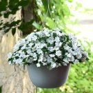 Impatiens 50 Beacon White Walleriana Seeds Fresh Garden