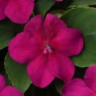 Impatiens 50 Beacon Violet Shade Walleriana Seeds Fresh Garden