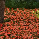 Impatiens 50 Beacon Salmon Walleriana Seeds Fresh Garden