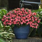 Impatiens 50 Beacon Coral Walleriana Seeds Fresh Garden