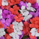 Impatiens 50 Beacon Pearl Island Mix Walleriana Seeds Fresh Garden