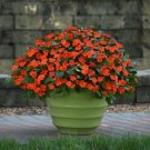 Impatiens 50 Beacon Orange Walleriana Seeds Fresh Garden