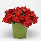 Impatiens 50 Beacon Bright Red Walleriana Seeds Fresh Garden