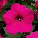 Petunia Hurrah Rose 50 Pelleted Flower Seeds Fresh Garden