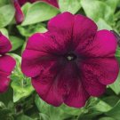 Petunia Hurrah Velvet 50 Pelleted Flower Seeds Fresh Garden