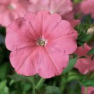 Petunia Hurrah Salmon 50 Pelleted Flower Seeds Fresh Garden
