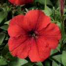 Petunia Hurrah Red 50 Pelleted Flower Seeds Fresh Garden Petunia Hurrah Red 50 Pelleted Flower Seeds Fresh Garden