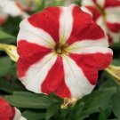 Petunia Hurrah Red Star 50 Pelleted Flower Seeds Fresh Garden