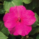 50 Impatiens Accent Rose Impatiens Seeds Fresh Garden