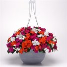 Impatiens 50 Beacon Lindau Mix Walleriana Seeds Fresh Garden