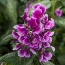 Cuphea Sriracha Lavender Bicolor Cuphea 25 Great Flower Seeds Fresh Garden
