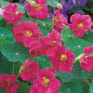 Nasturtium 25 Nasturtium Whirlybird Cherry Rose Seeds Fresh Garden