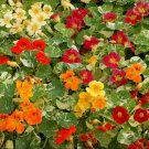 Nasturtium Alaska Mix 50 Edible Nasturtium Seeds Fresh Garden