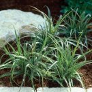 Ornamental Grass 25 Multi Pelleted Luzula Color Grass Lucus Seeds Fresh Garden