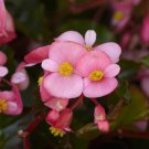 Begonia Hula Pink 15 Pelleted Flower Seeds Fresh Garden
