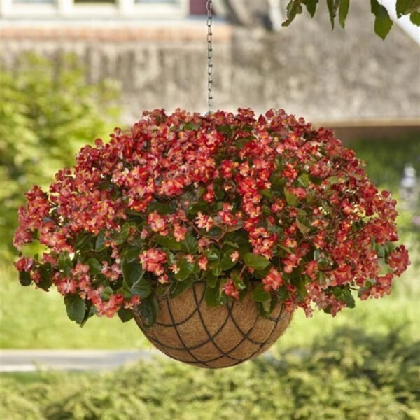 Begonia Hula Red White Bicolor 15 Pelleted Seeds Fresh Garden